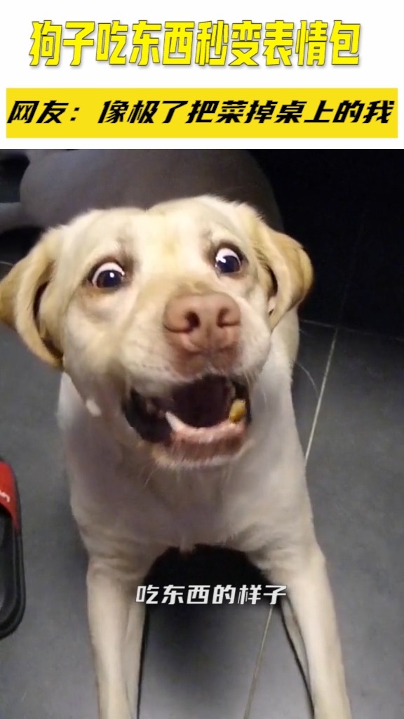 搞笑狗狗确认过眼神是干饭干成表情包的狗狗原来微信流传的表情包出处