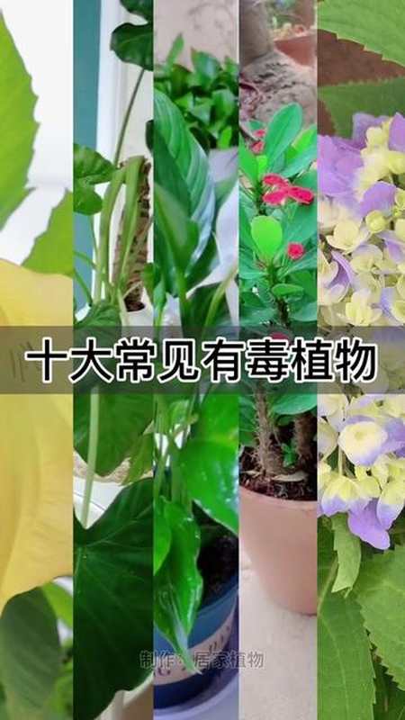 十大常见有毒植物养花花卉绿植三农