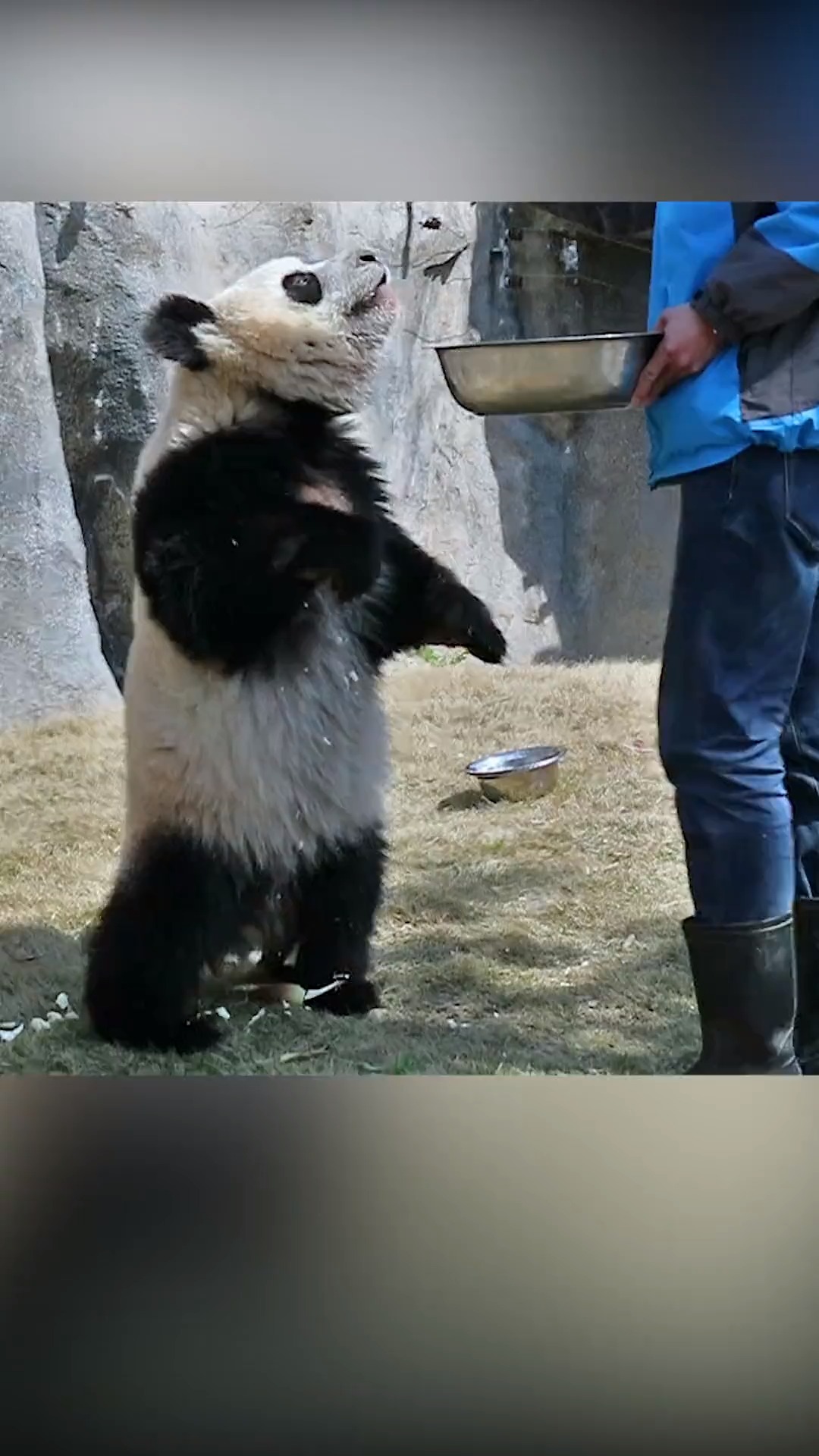 熊猫直立行走有多萌