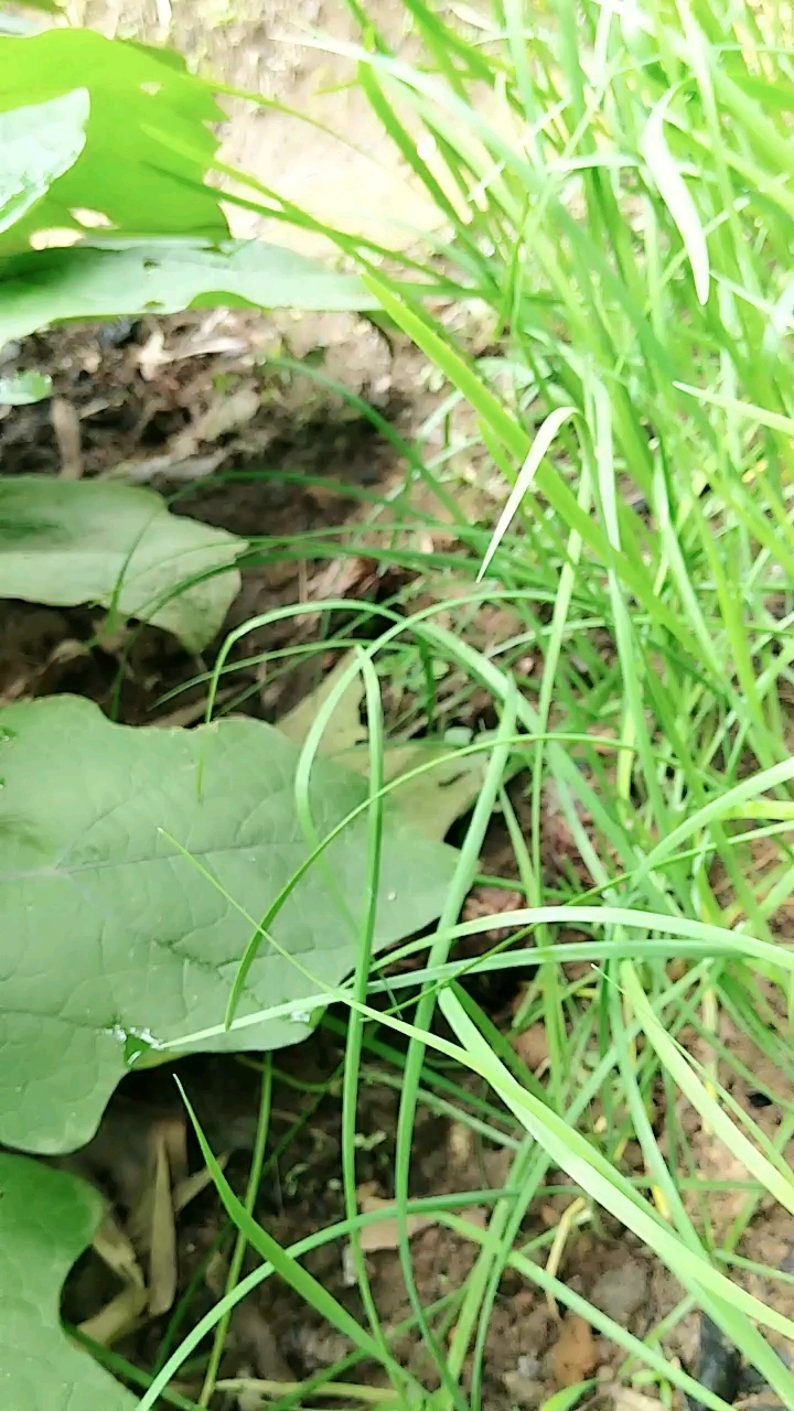 本以为是蛆界王者,奈何只是个青铜