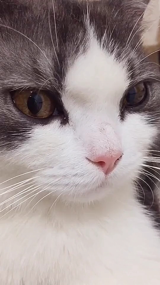 近距离观看猫颜