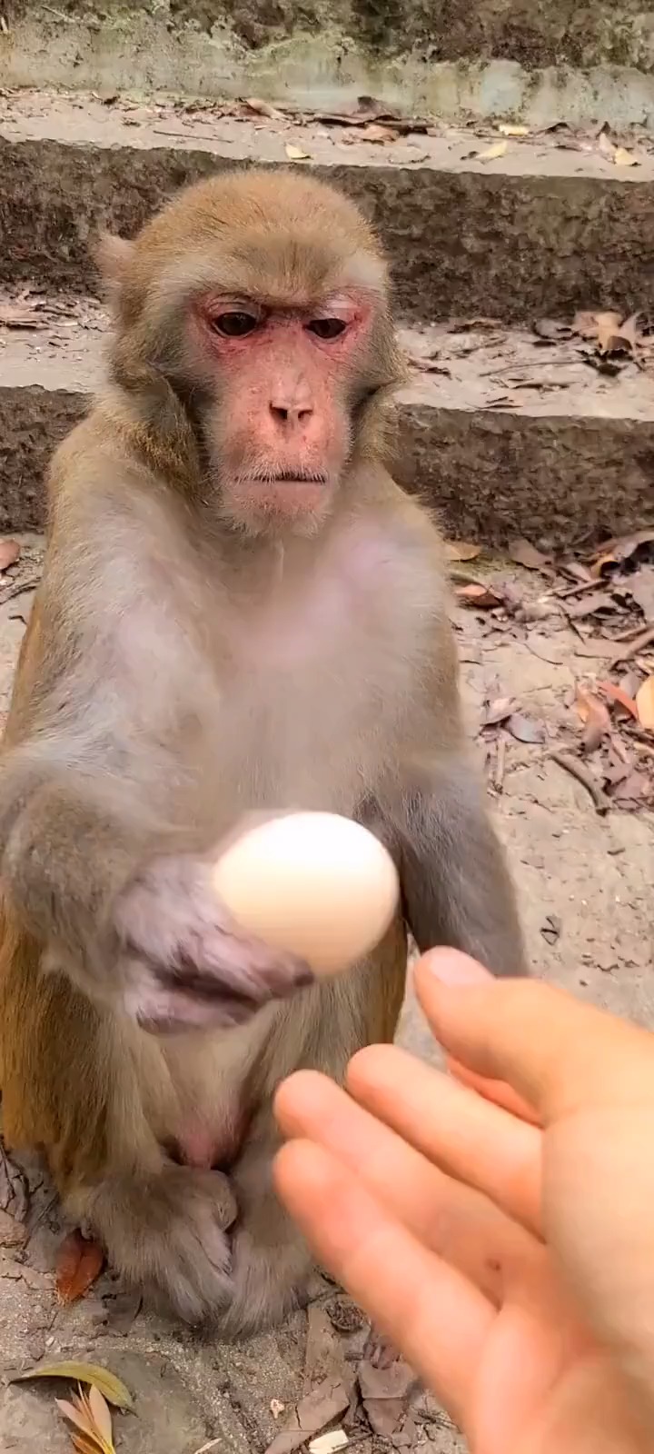 搞笑视频#猴王吃鸡蛋不会开?