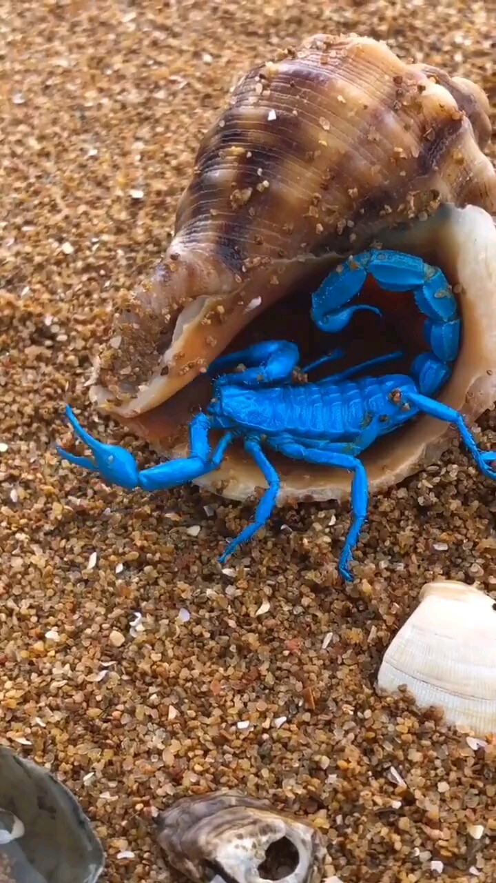 这种颜色的蝎子你见过吗?海蝎子