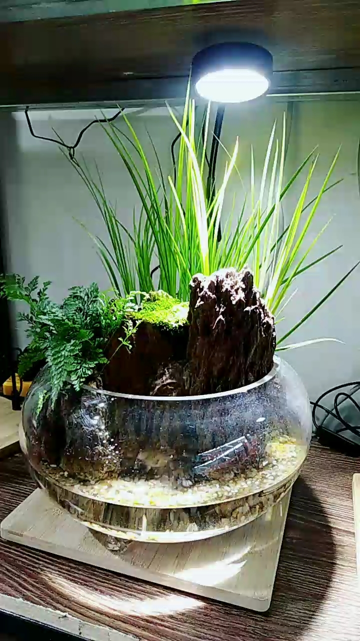 流水微景观,能养鱼哦