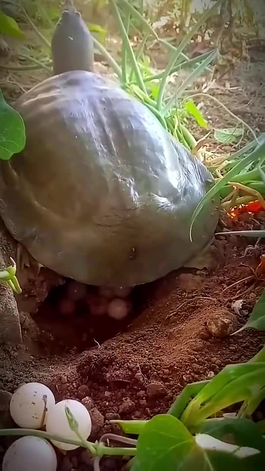 看甲鱼下蛋!我姐还是很厉害的这么多蛋都能数清楚