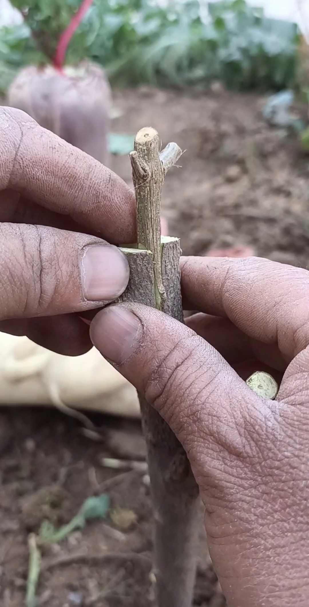 最潮劳动者#劈接大红袍石榴,嫁接后提高产量和改良优良品种