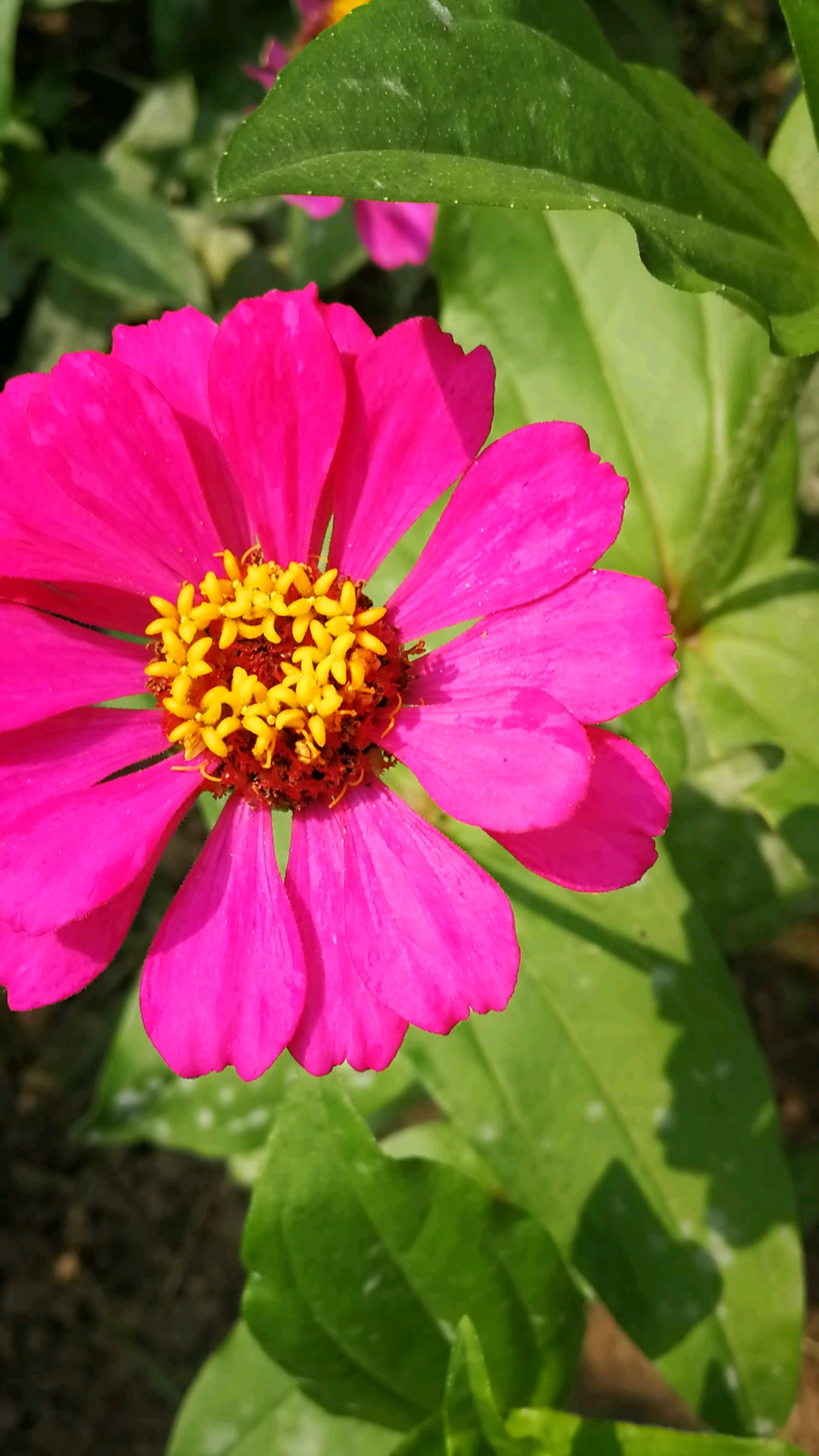 夏日旅行目的地#花儿真美丽