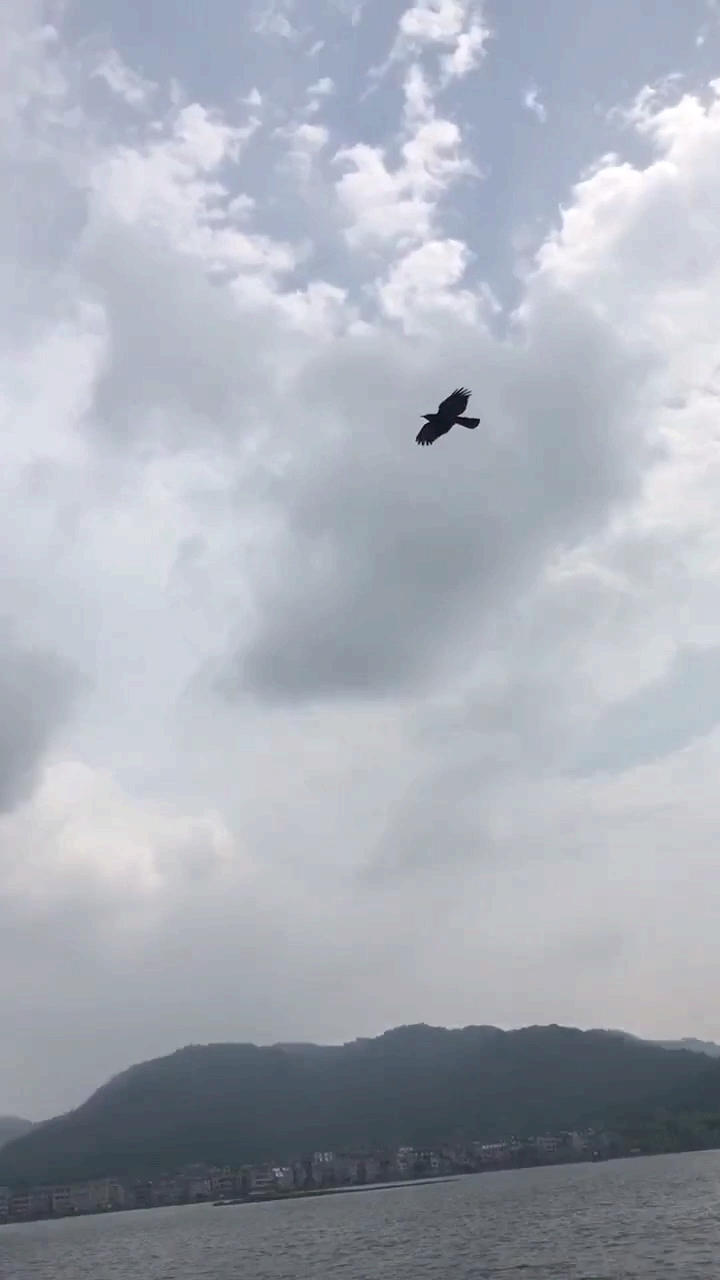 红嘴山鸦大力水库盘飞!