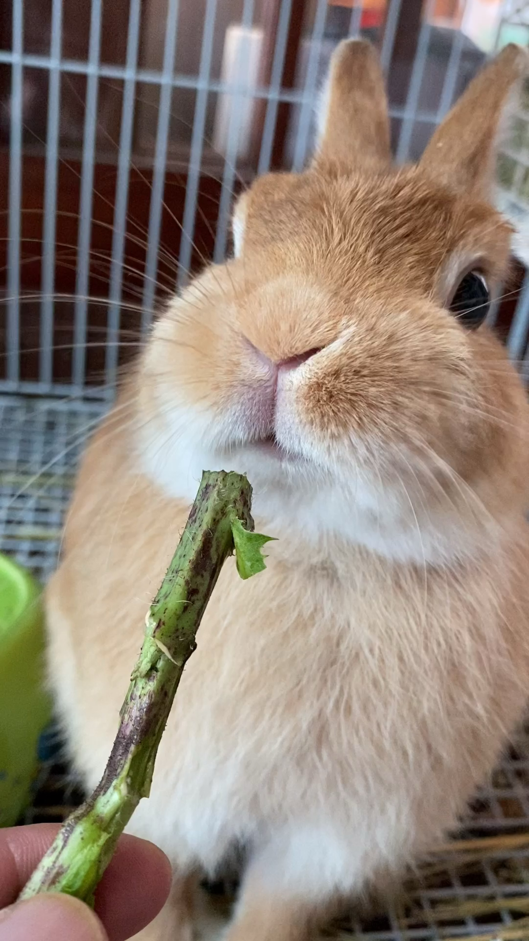 我要上热门#我家大黄兔还有7天就要生产了,多吃点祝你生产顺利!