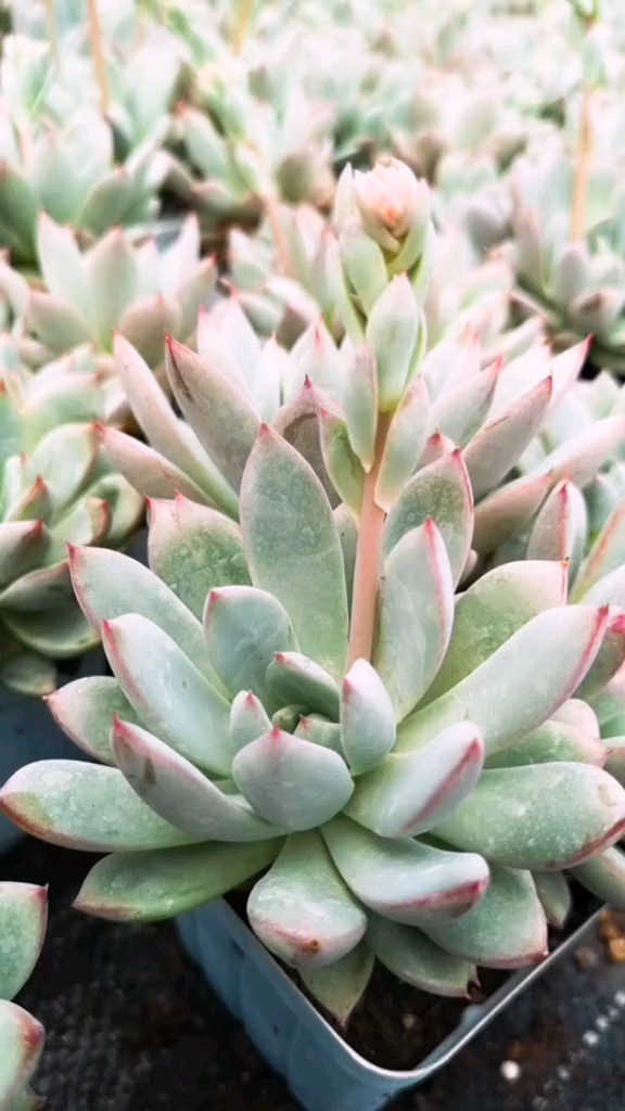 我的小花园#云南多肉植物 女美月