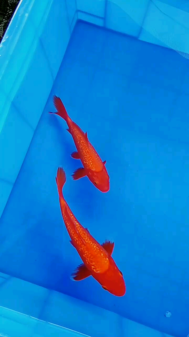 银鳞全红火鲤15公分18公分20公分25公分均有货