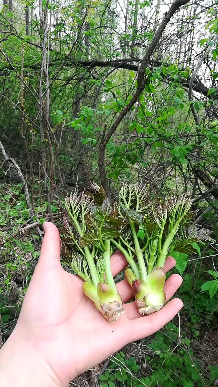 最新鲜的野生刺嫩芽,越来越少了