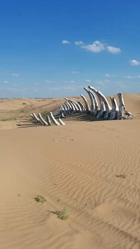 内蒙古恩格贝沙漠发现古"生物化石"