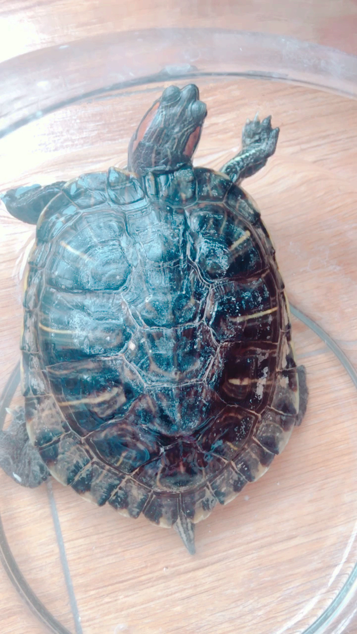 珍稀动物,千年乌龟万年的王八