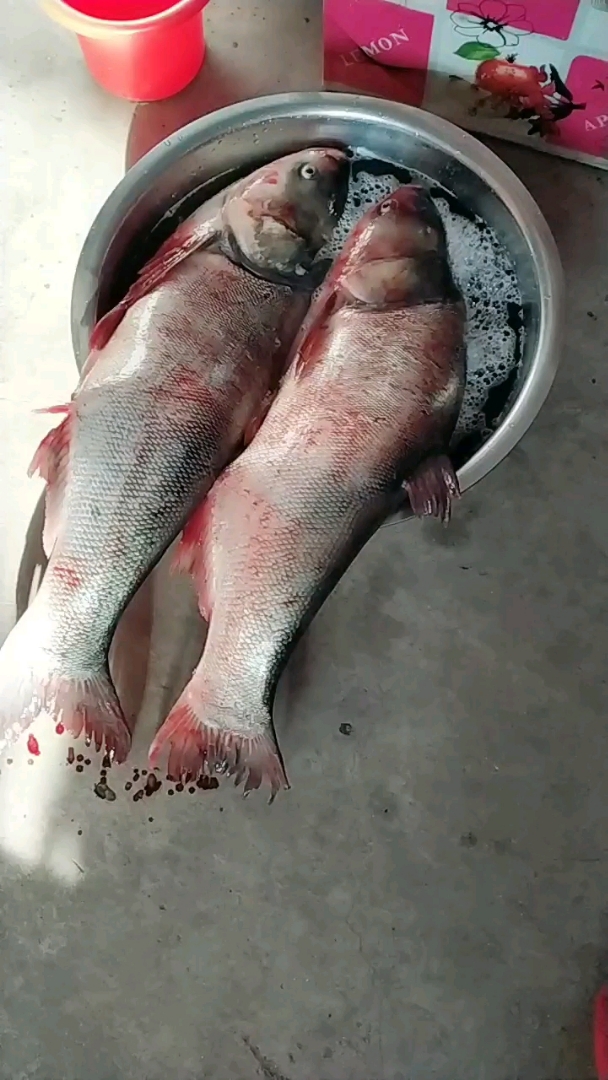 好大的连鱼,十五斤大