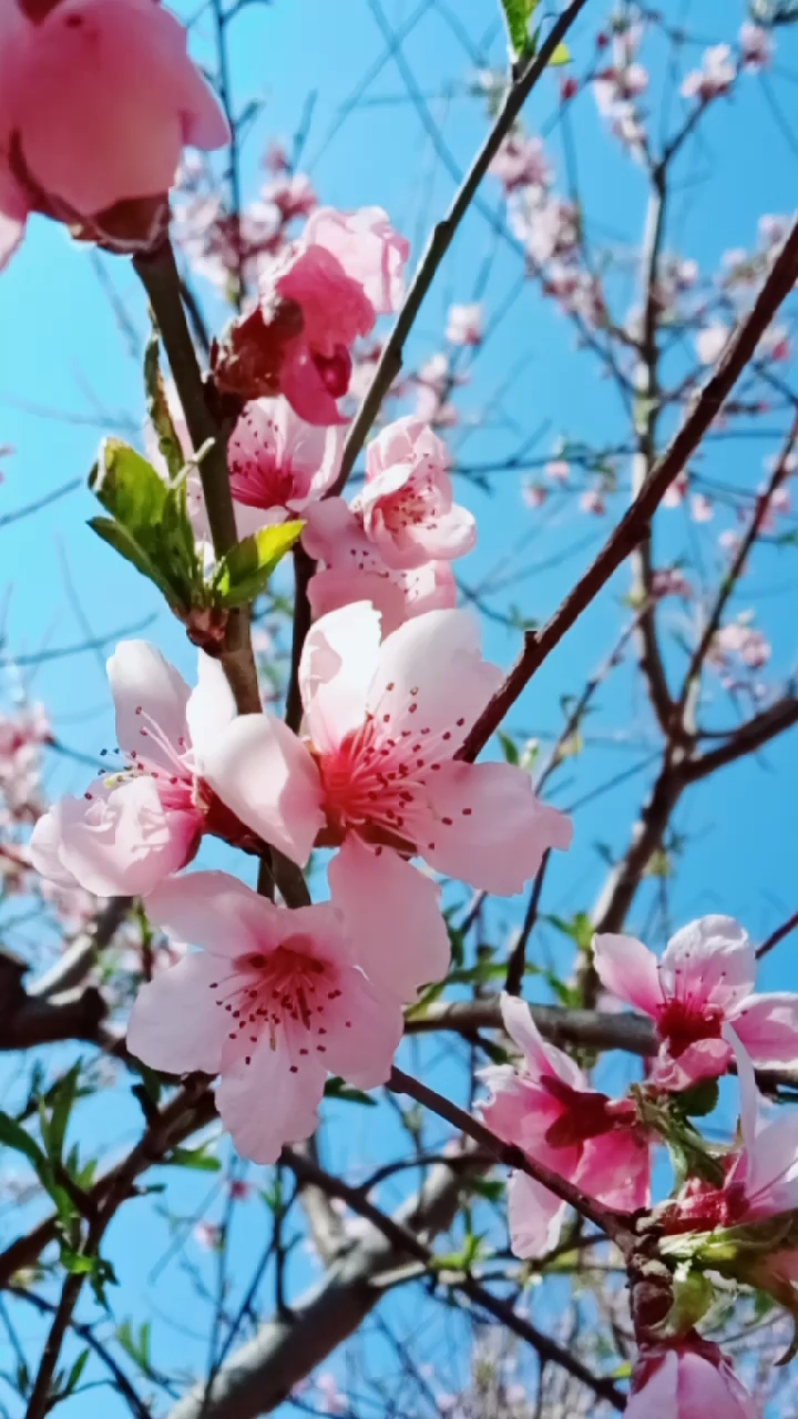 甜甜的春天,桃花开