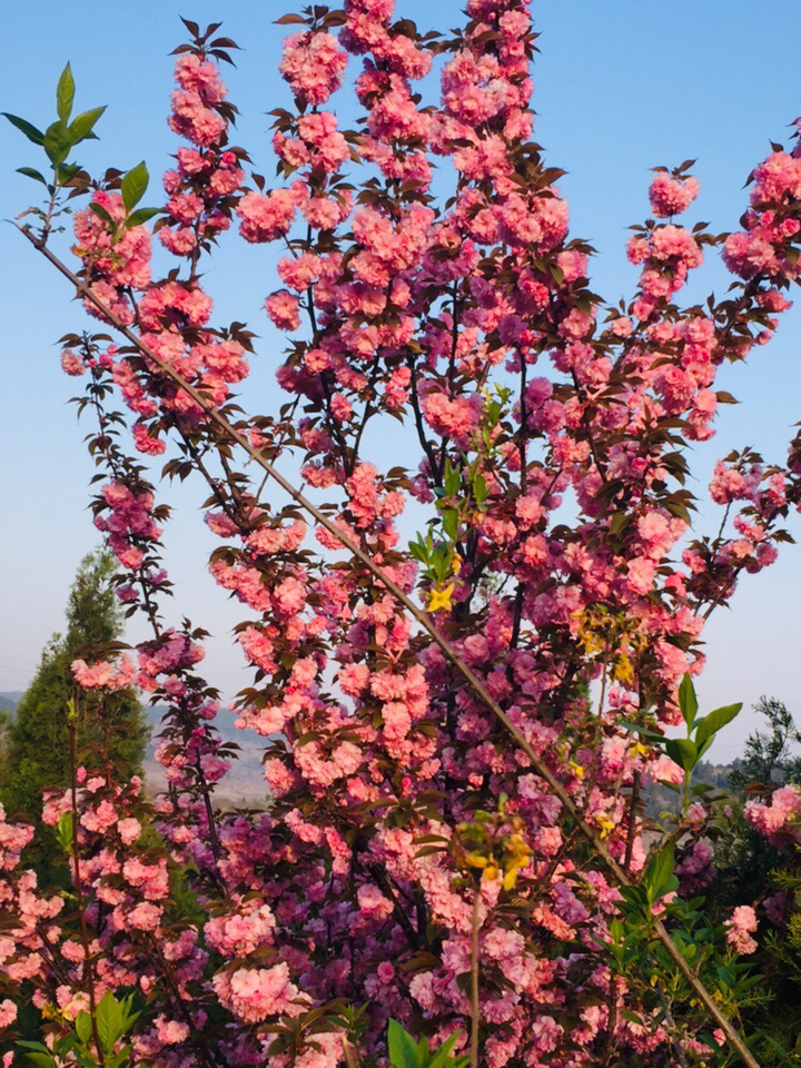 小山上的樱花绚烂绽放