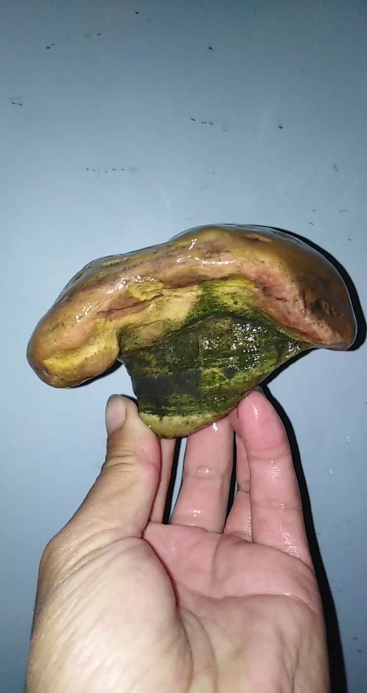 石头上的故事#石头灵芝,石头蘑菇!