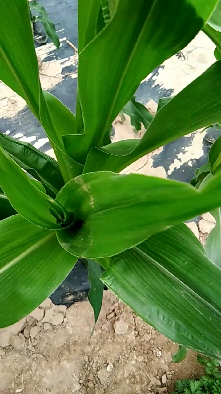 植物界的连体双胞胎