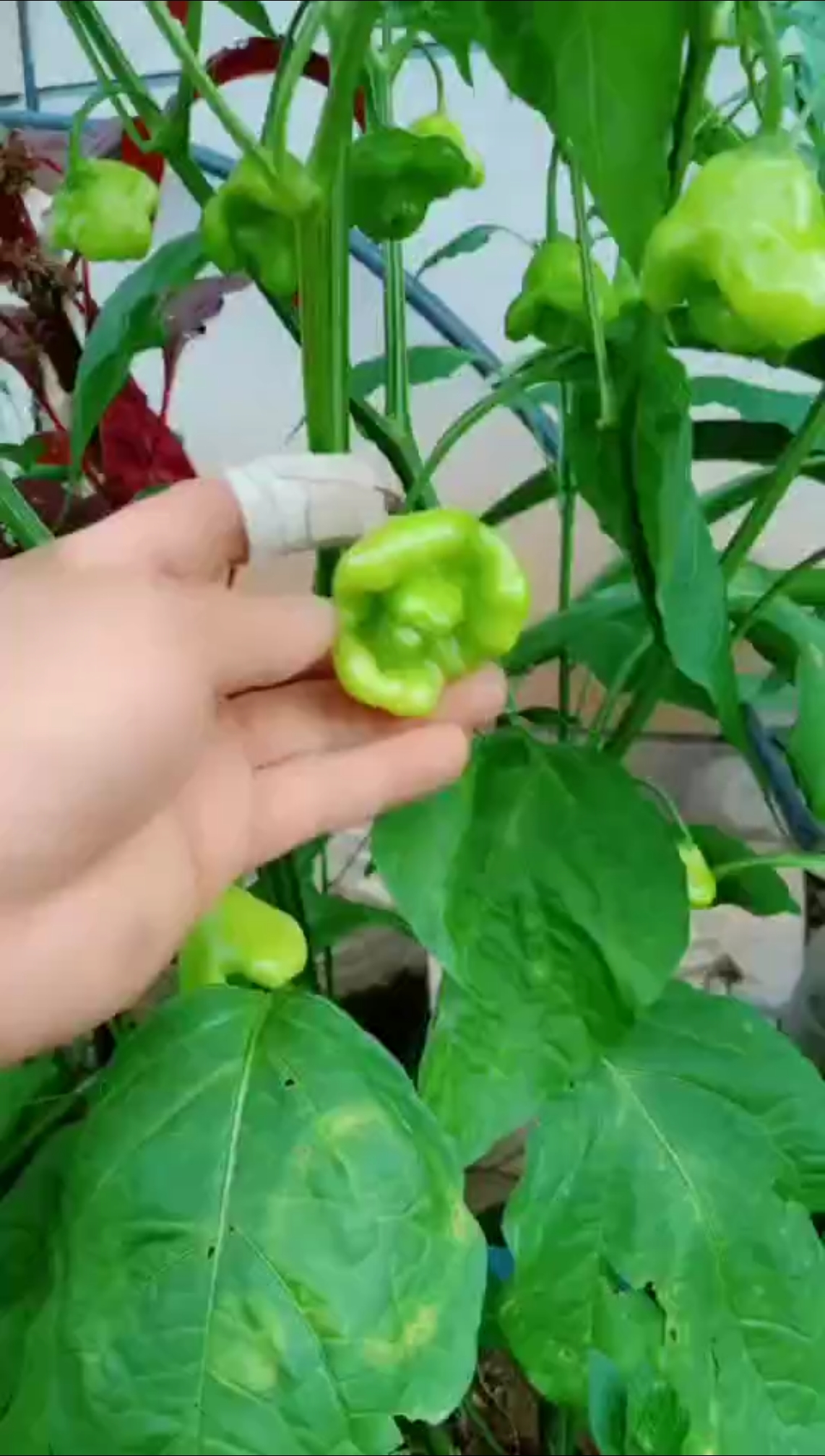 立秋#罕见的元宝辣椒