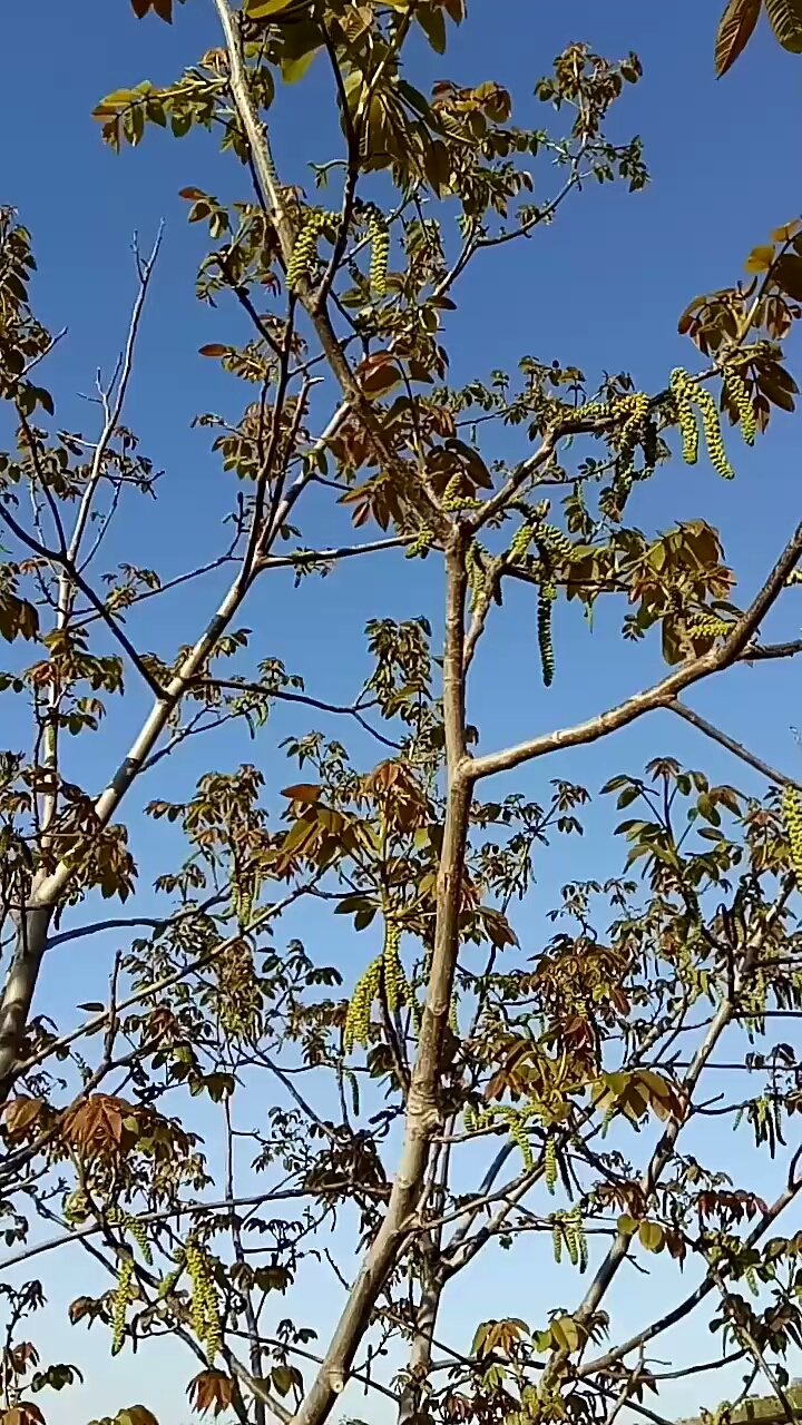 核桃树开花啦!你吃过吗?可好吃了!