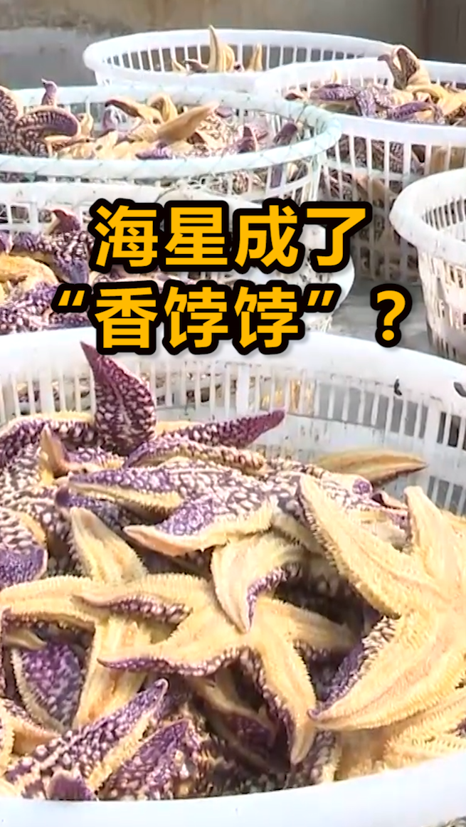 直击海星入侵青岛现状:蛤蜊没吃到,自己却成了"盘中餐"