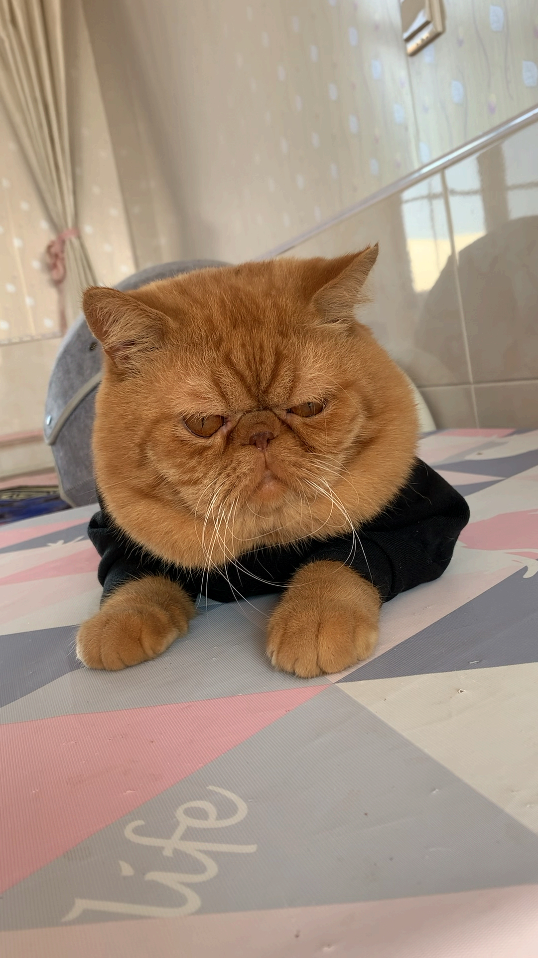 大脸盘子加菲猫