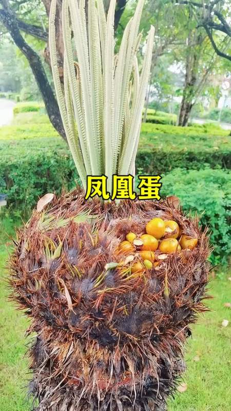 我要上热门#铁树的果实叫凤凰蛋