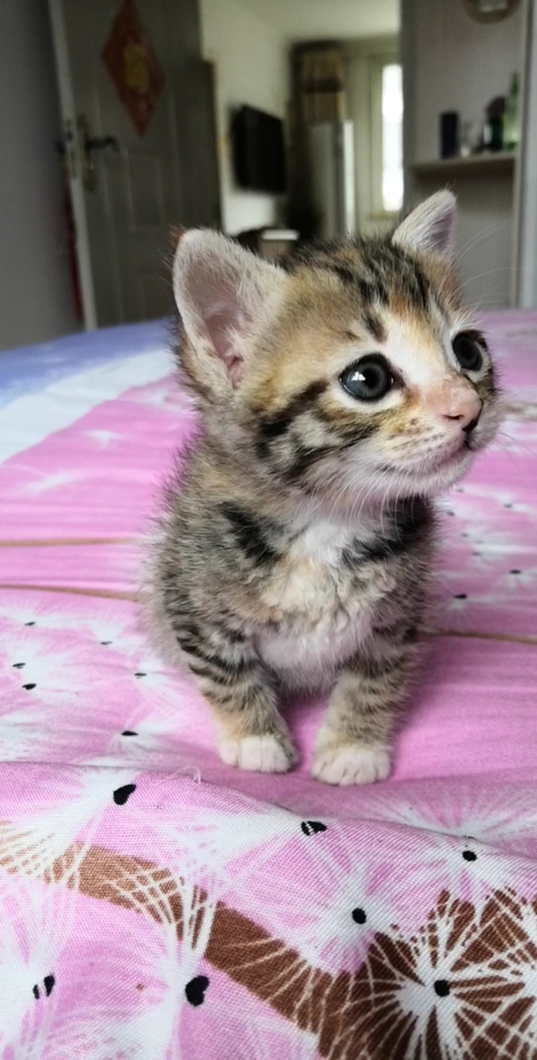 小奶猫#看来～萌宝宝很有自信嘛