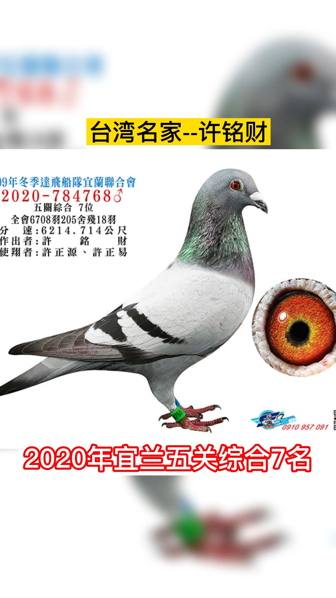 台湾赛鸽名家纯欣赏台湾名家许铭财记录鸽五关综合7名