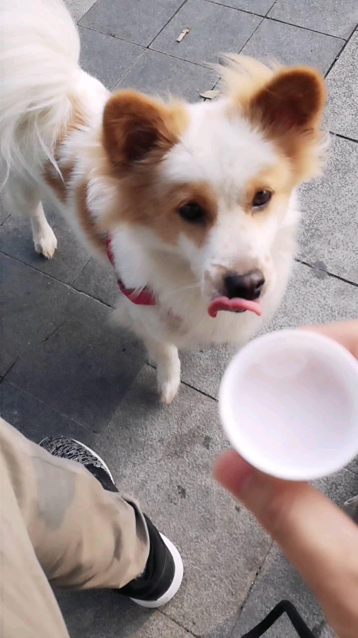 我家萌宠成精了#舔瓶盖的高手