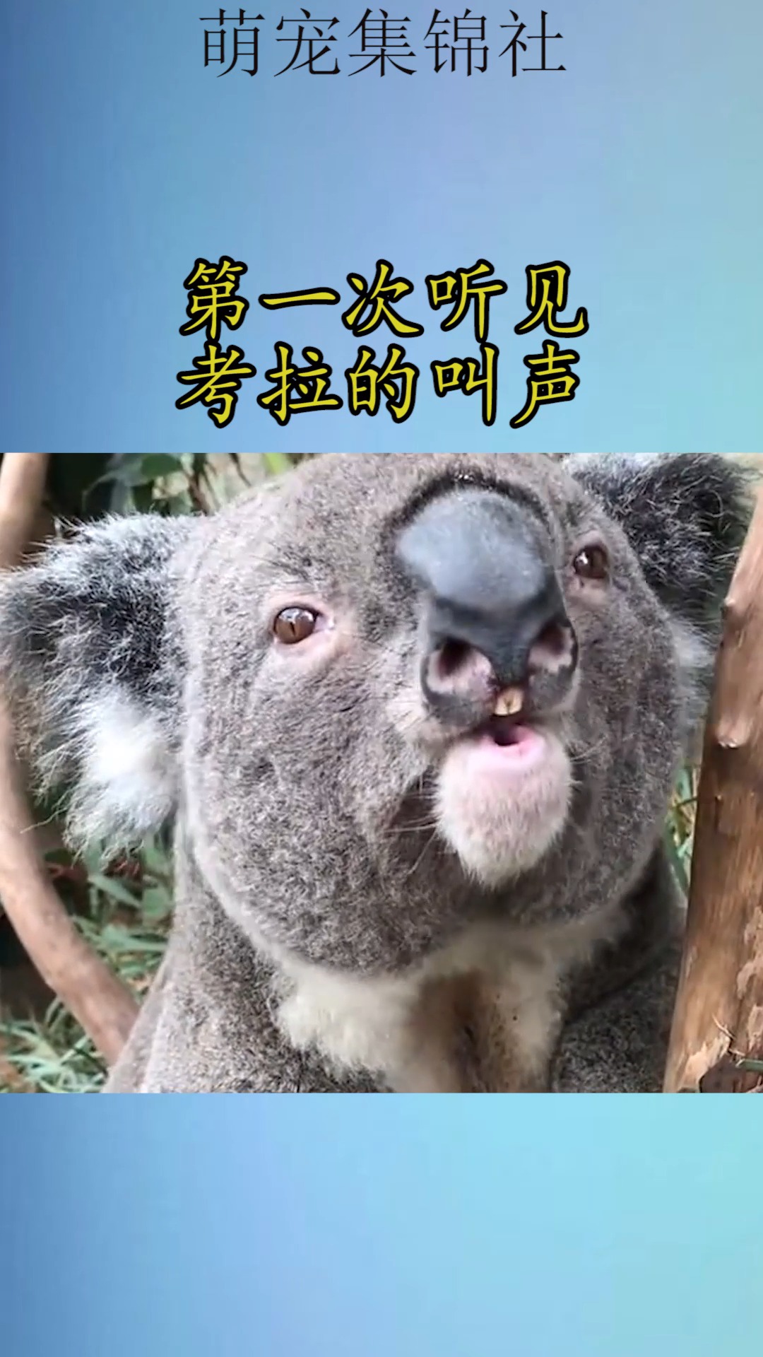 我要上热门#第一次听见考拉的叫声