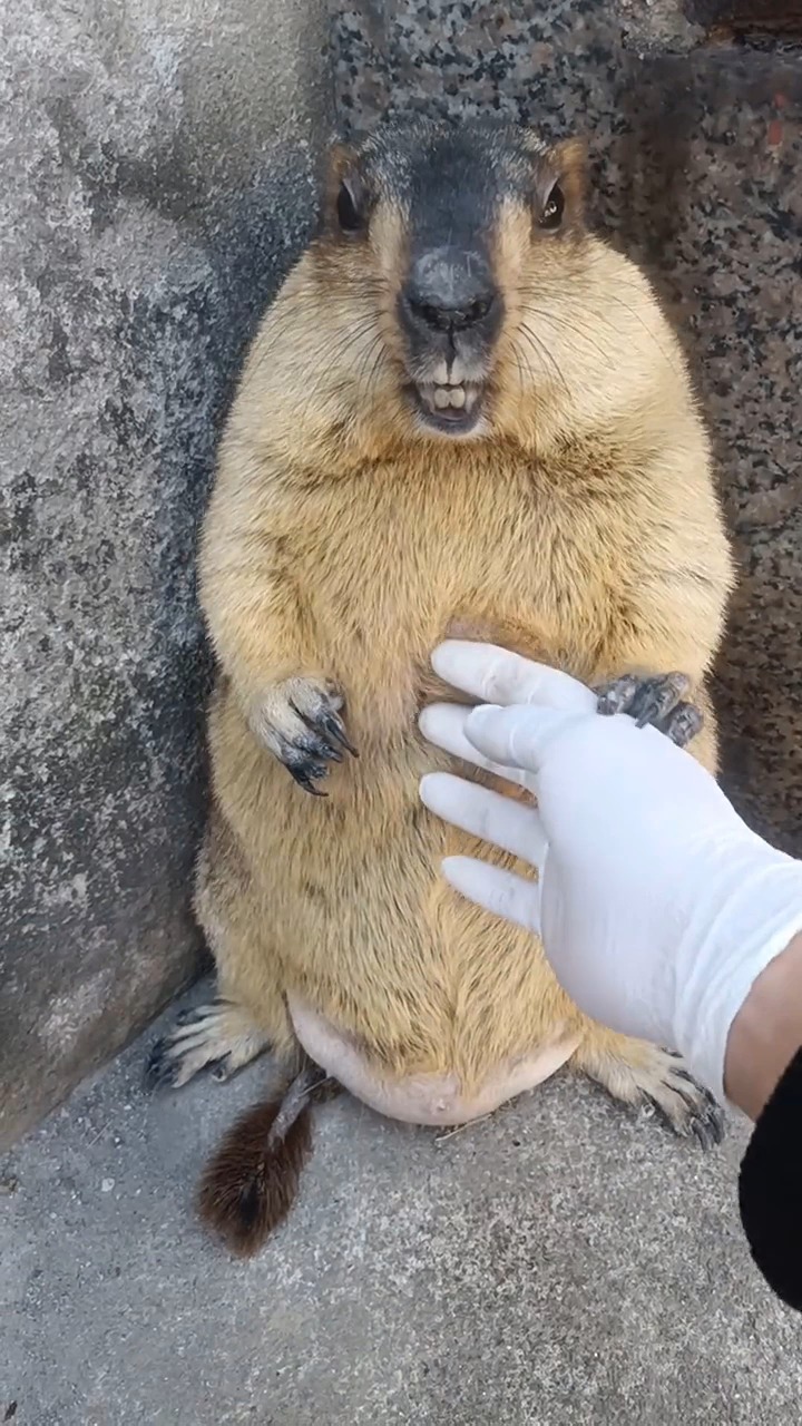 搞笑视频#土拨鼠胆子都这么小吗