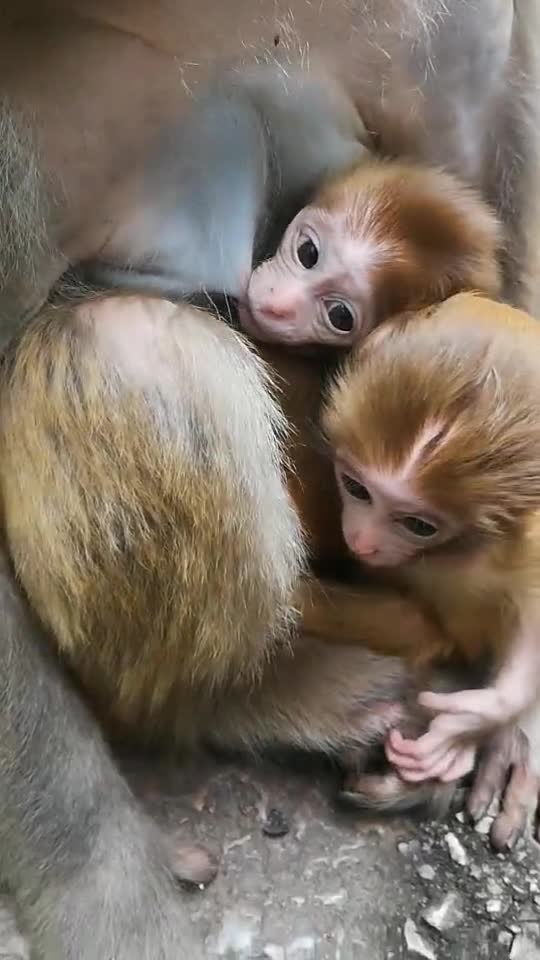 两只可爱的双胞胎猴宝宝,在妈妈的怀里趴着