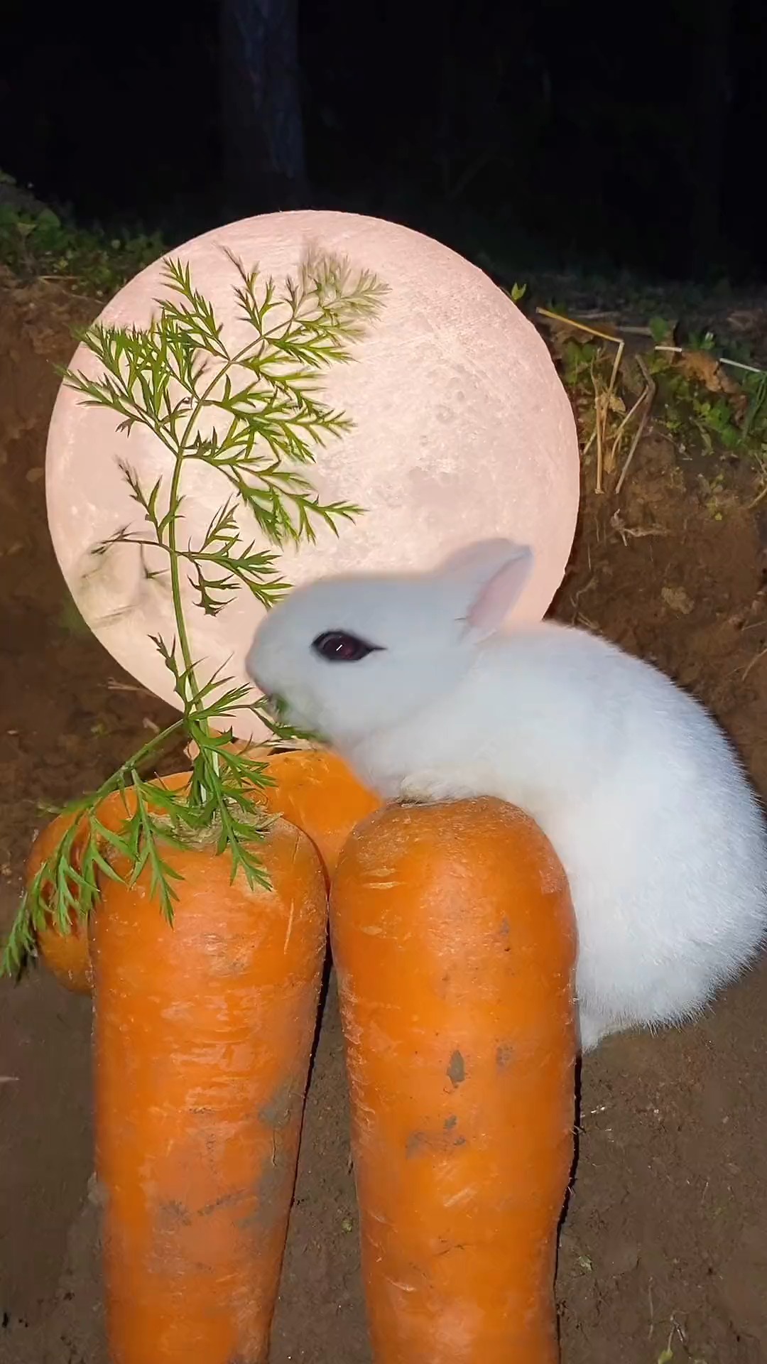 虎牙猴三棍兔兔照片图片