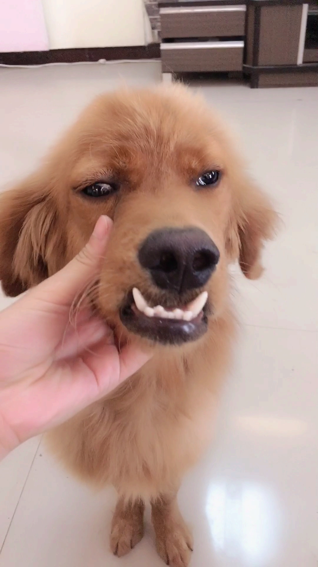 这金毛牙怎么了