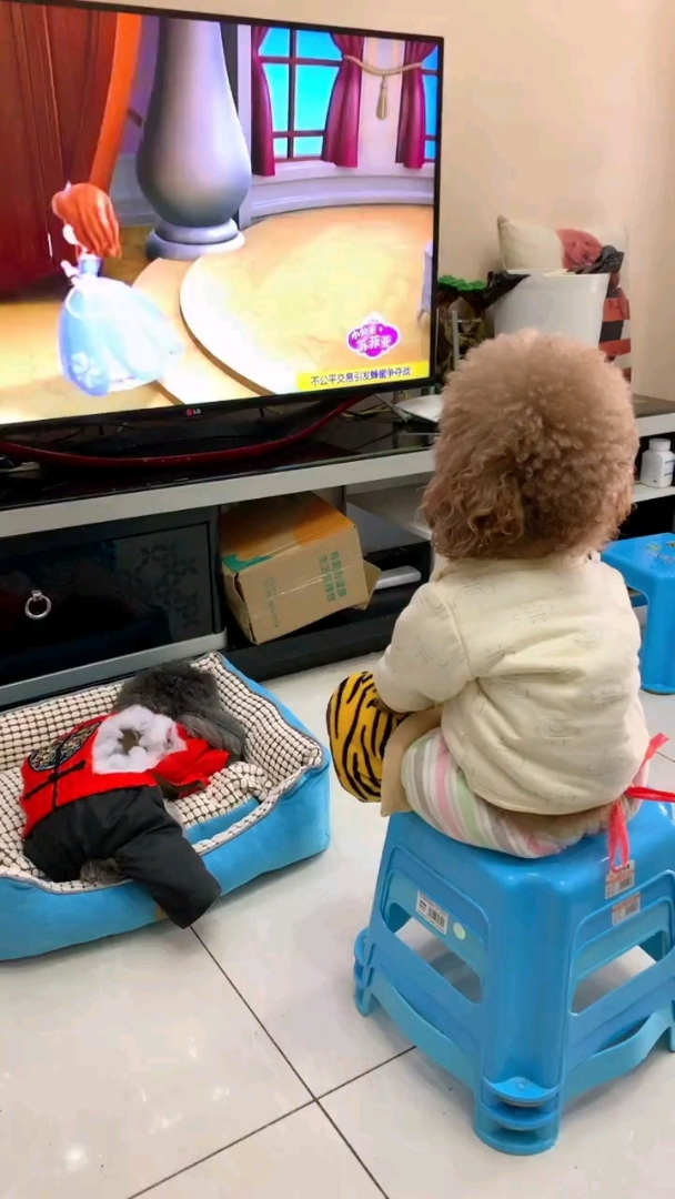 看电视的狗狗你们喜欢吗?有同款的吗?