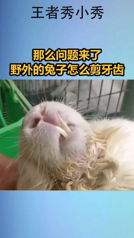 我搞笑你开心#那么问题来了,野外的兔子怎么剪牙齿