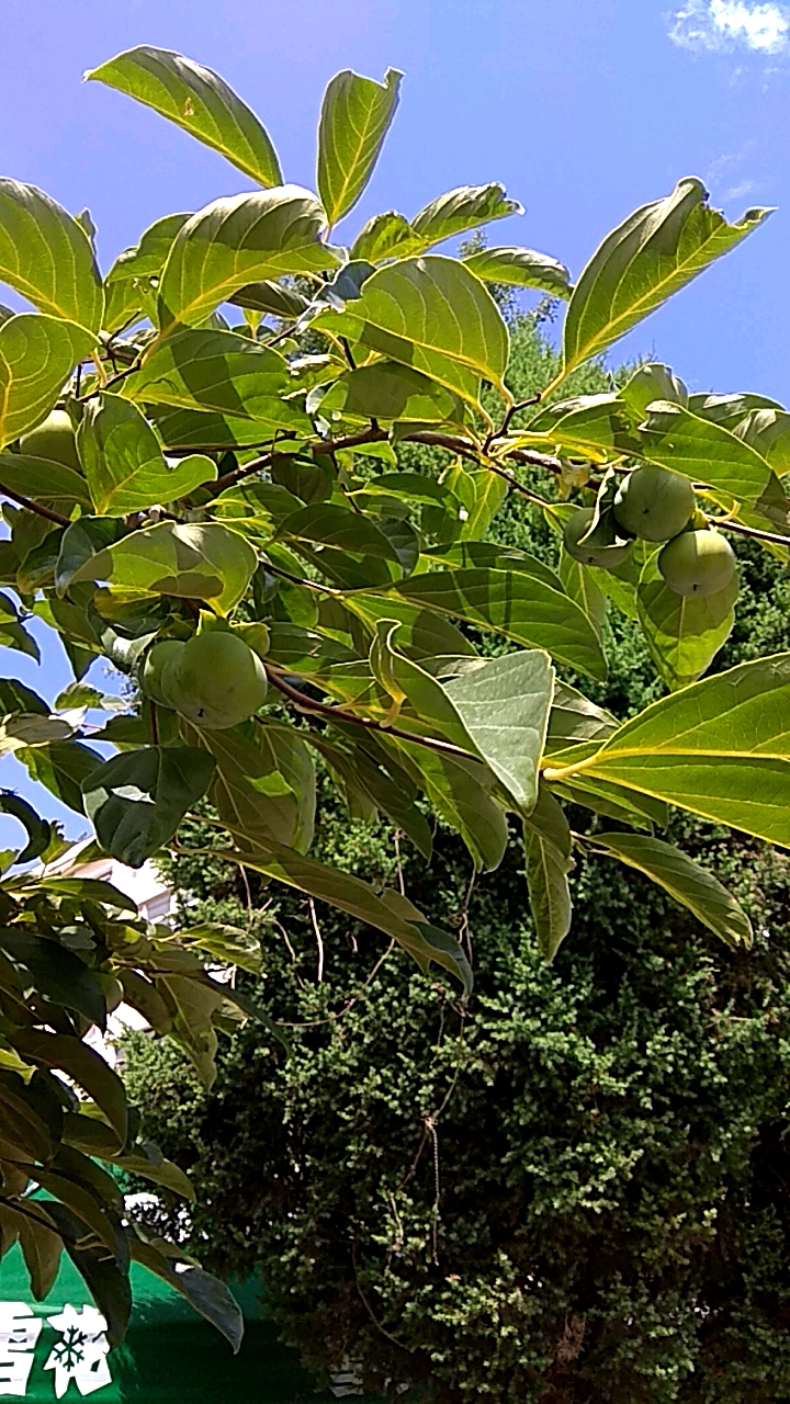 夏天就要这么过#第一次见柿子树