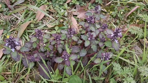 原来它不是夏枯草,紫色叶子,紫色小花,叫筋骨草