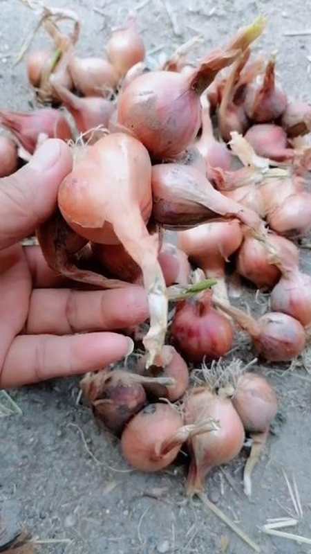 储存毛葱的好方法来年种头长的大-全民小视频