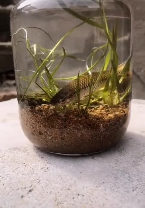 生态瓶养鱼讲究正在于此,看到最后,你有意外收获吗-度小视