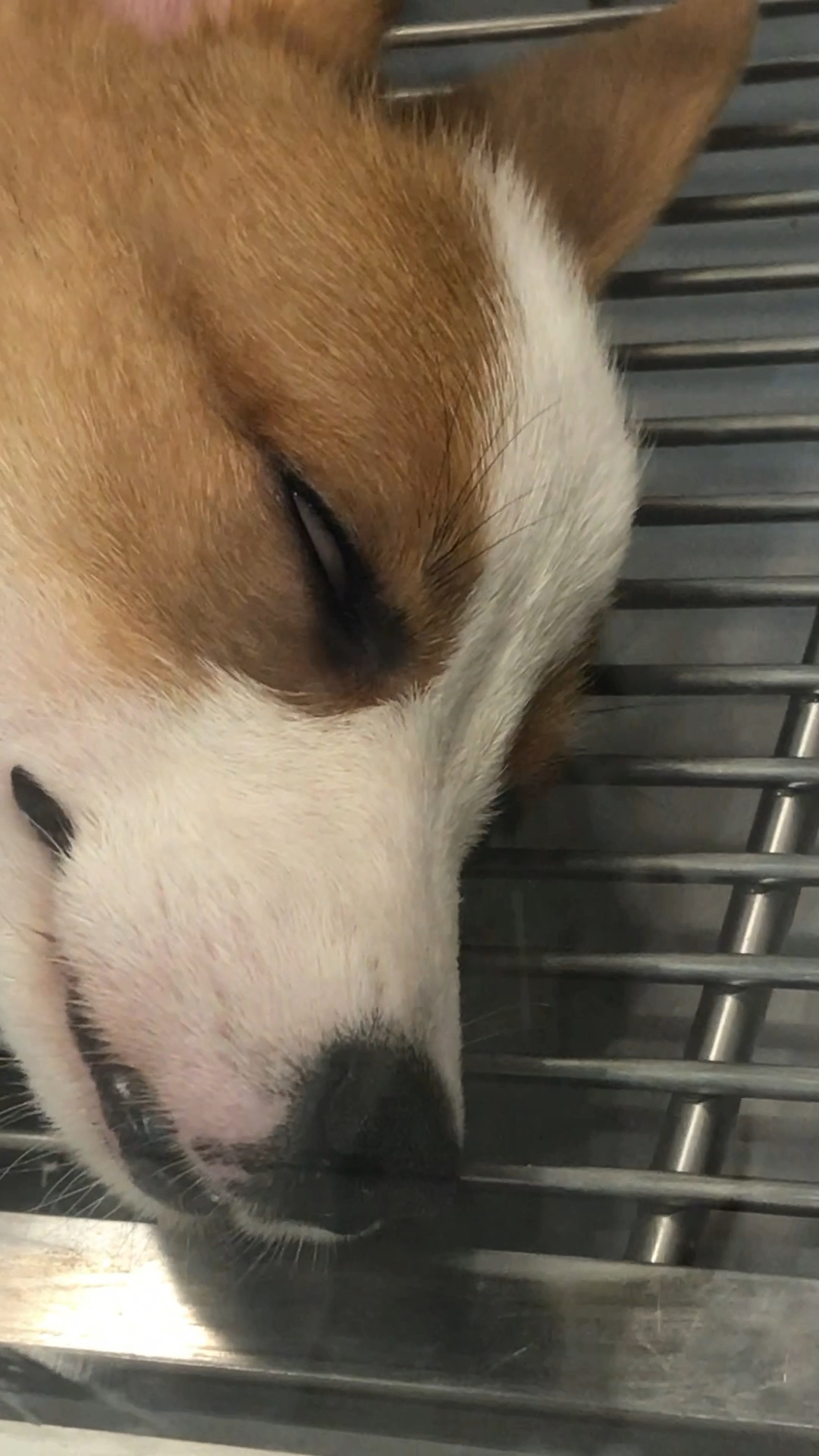 神宠来袭#路过宠物店看到了这是睡觉翻白眼的狗狗一点都不可怕
