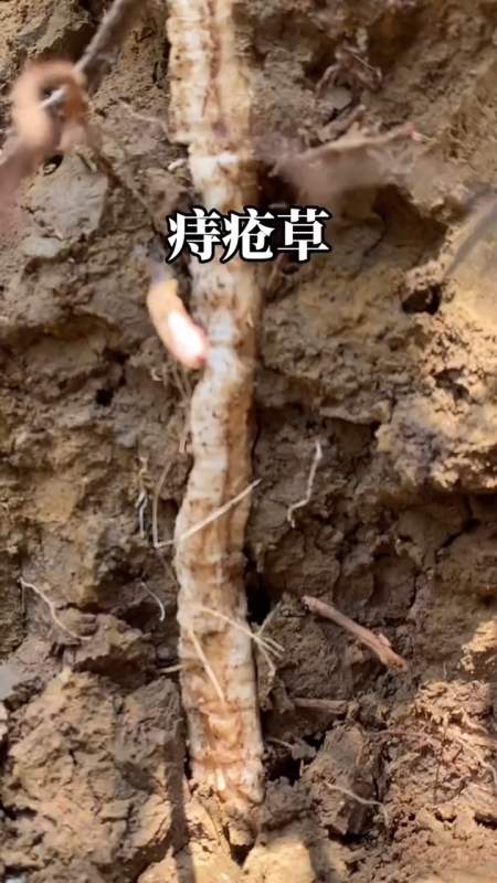 我要上热门#痔疮草是什么味道?