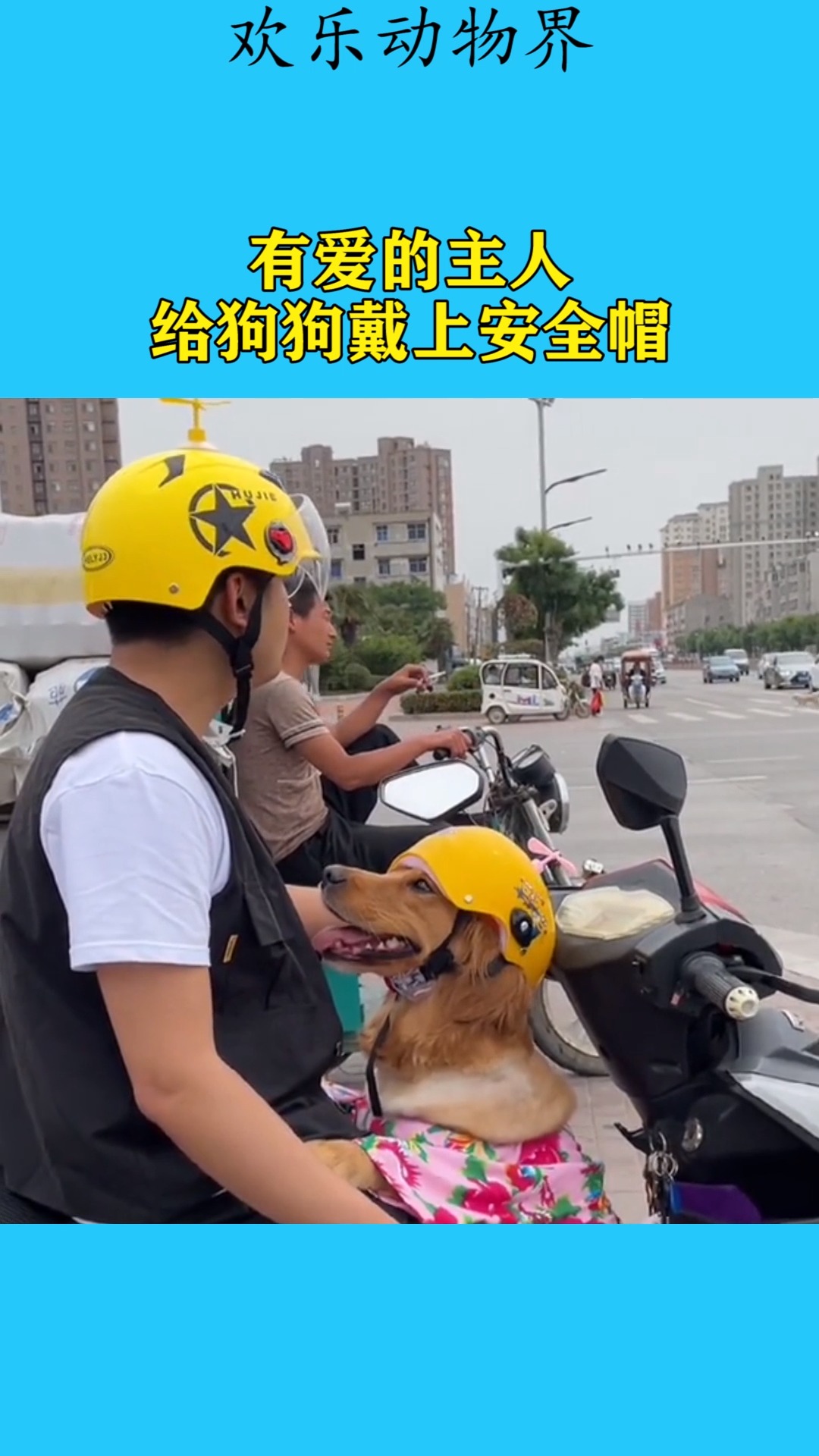 我要上热门#有爱的主人,给狗狗戴上安全帽!
