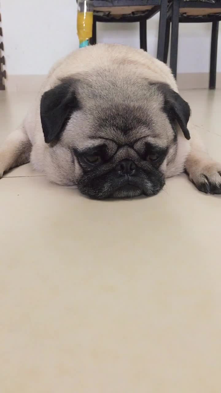 狗子最近肉吃多了飘了,眼神还很可怜