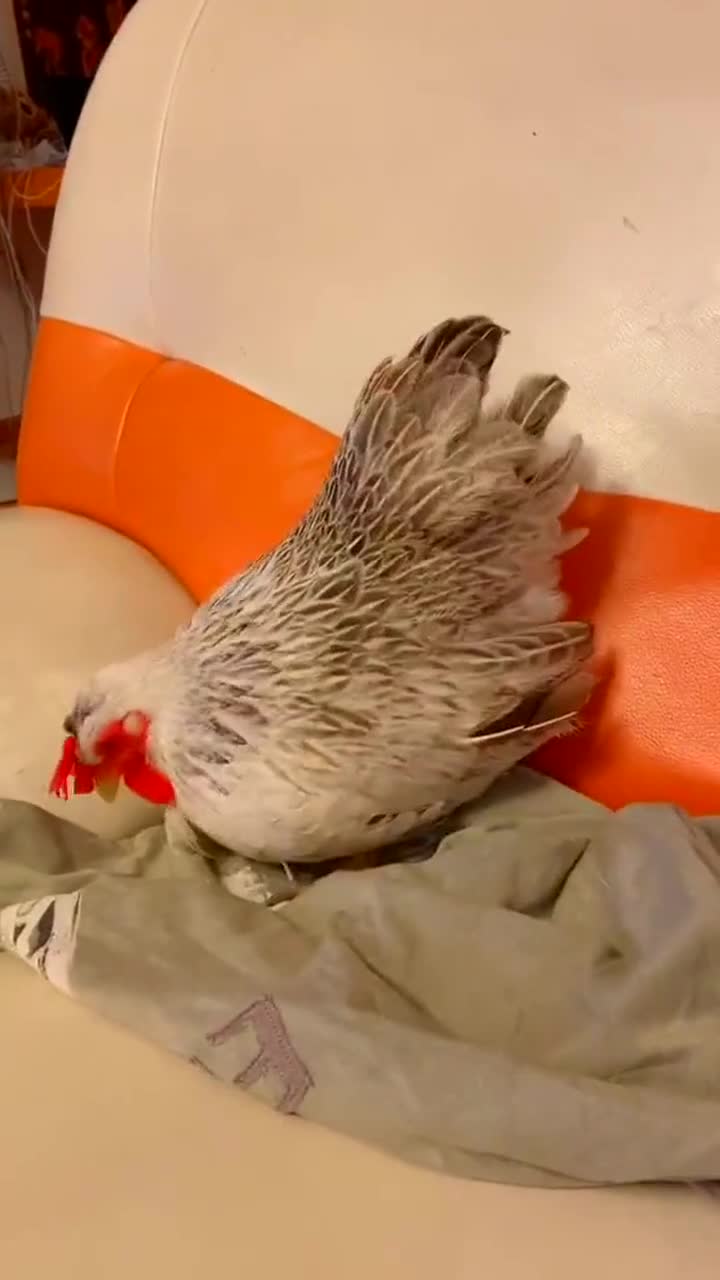 公鸡睡觉姿势图片