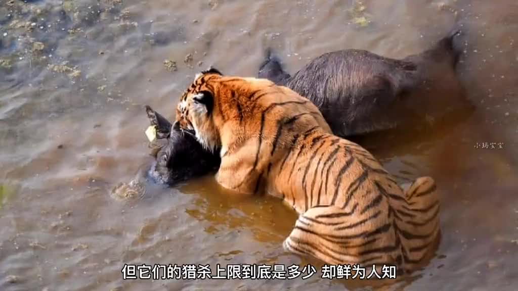 被老虎杀死的犀牛#老虎#犀牛