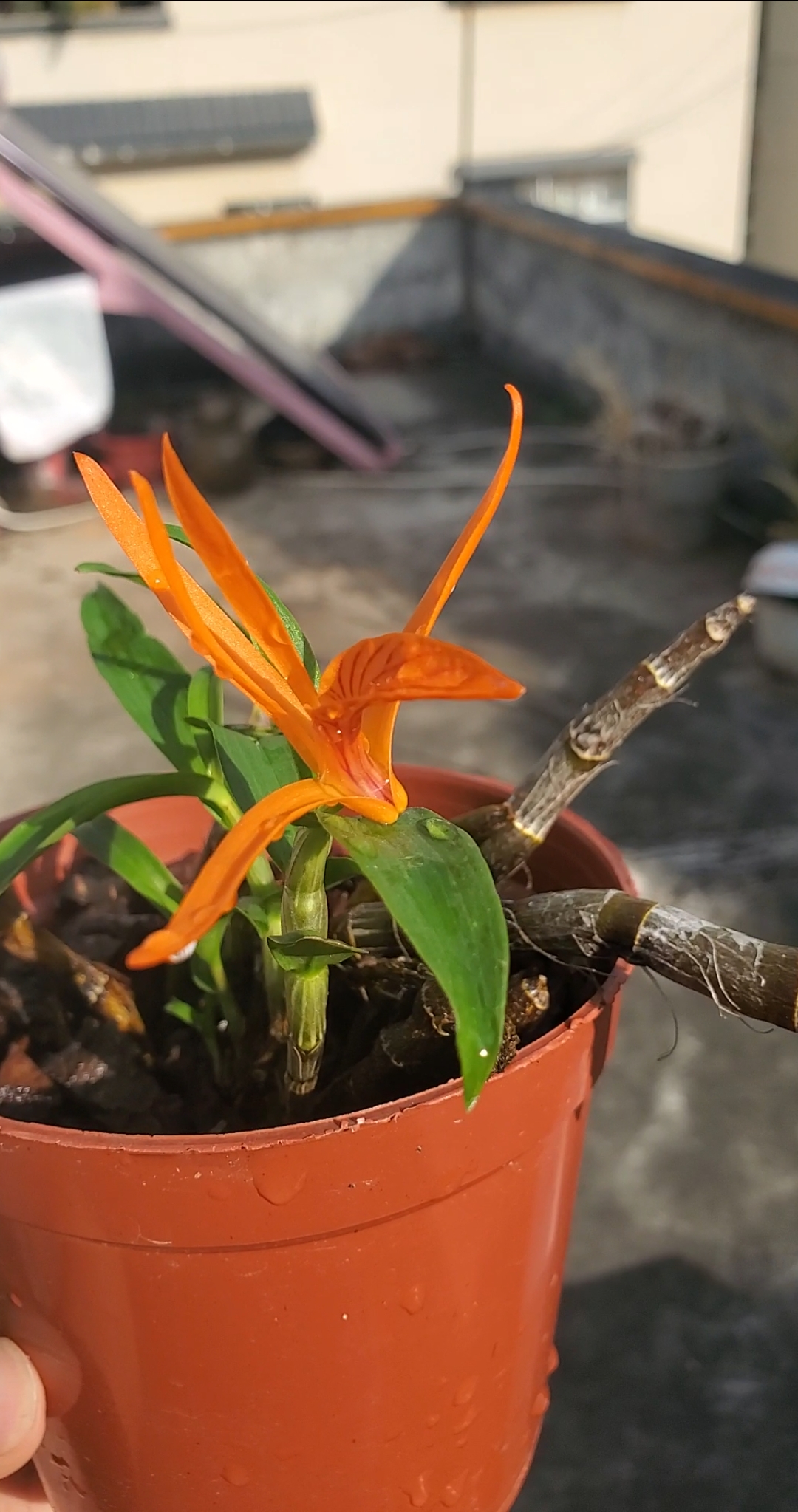 花卉绿植#缅甸辣妹石斛