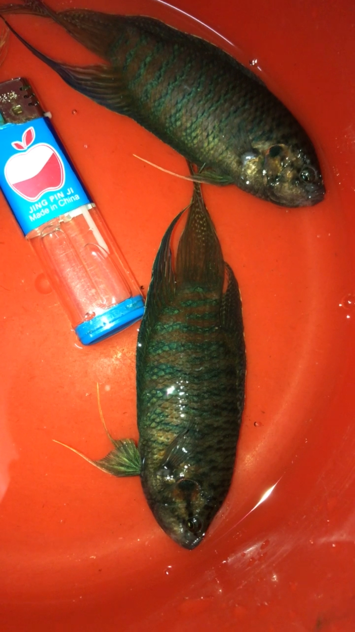 16-17克.成鱼11个月.超级大货-度小视